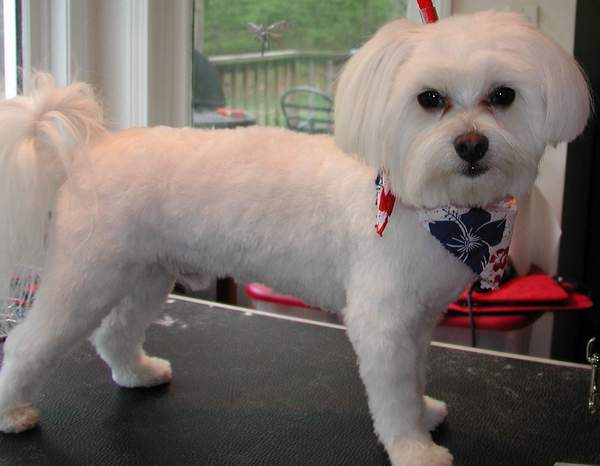 Groomed dog pictured on Bark Now’s website